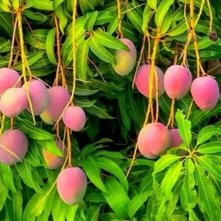 Miyazaki mango fruit plant