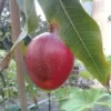 Mango Palmer fruit plant