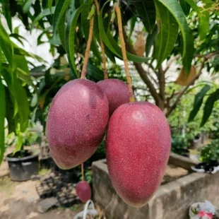 Yuwen mango fruit plant & tree