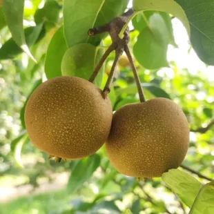 Asian-pear-fruit-plant-tree
