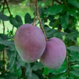 black-mango-plant-fruit-nursery