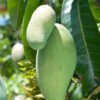 carabao mango-plant-tree