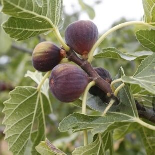 Fig fruit plant