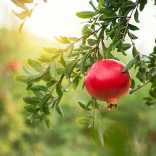 Pomegranate fruit plant