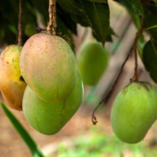 haden mango plant nursery