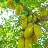 Jackfruit-kathal