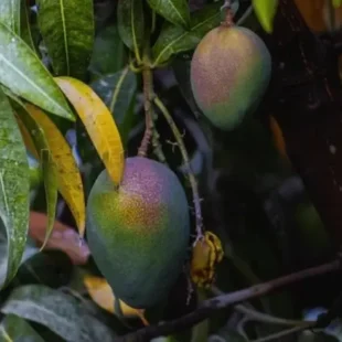 kent-mango-ripe-plant-tree