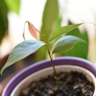 lychee young plant in pot