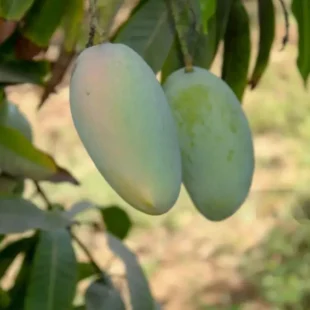 Mango-kesar-aam-plant-tree