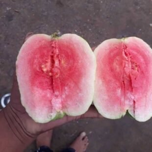 red-diamond-guava-fruit