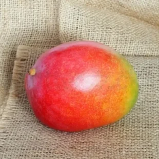 ripe-kent-mango-fruit