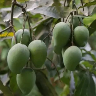 sensation mango plant and tree