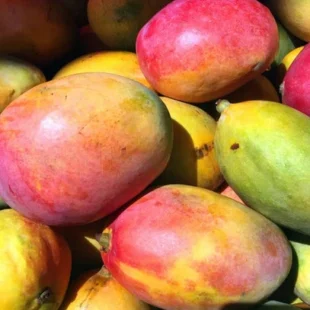 sindhu mango fruits plant