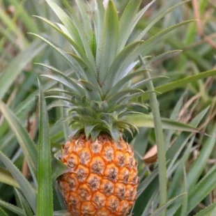 Ripe Pineapple fruit
