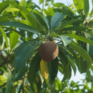 Sapota Chicku Fruits On Tree