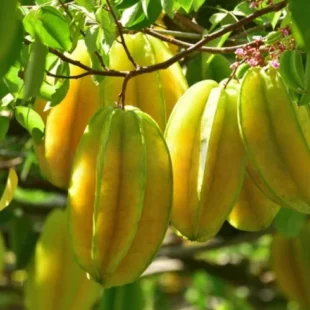 Star Fruit Plant and Tree