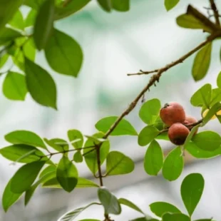 Strawberry Guava fruits on tree