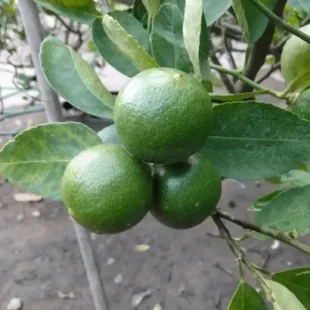 seedless lemon fruits